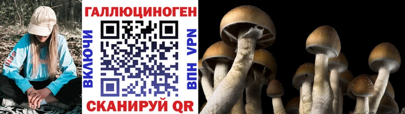 Псилоцибиновые грибы MAGIC MUSHROOMS  закладка  Кизилюрт 